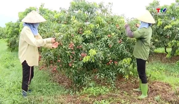 Minh bạch quản lý nông sản bằng mã số vùng trồng