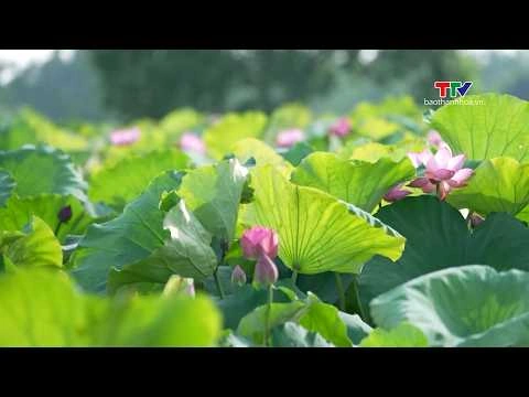 Lá sen - từ biểu tượng văn hóa đến chất liệu nghệ thuật đương đại