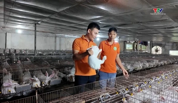 Làm giàu từ nuôi thỏ theo chuỗi giá trị