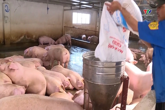 Giá lợn hơi dao động từ 62.000 - 67.000 đồng/kg