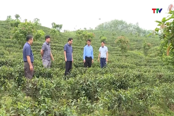 Thanh Hóa phấn đấu tích tụ thêm 50.000 ha đất nông nghiệp