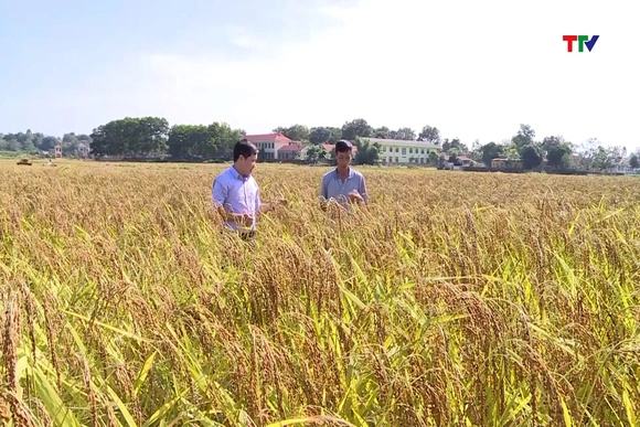 Liên kết sản xuất lúa nếp vụ mùa