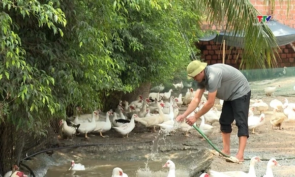 Mô hình nuôi ngan đẻ trứng tại phường Bỉm Sơn