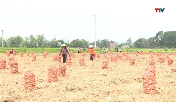 Tập trung ruộng đất tăng giá trị sản xuất nông nghiệp