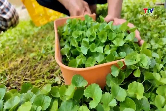 Phát triển cây rau má thành sản phẩm OCOP| Truyền hình Thanh Hóa