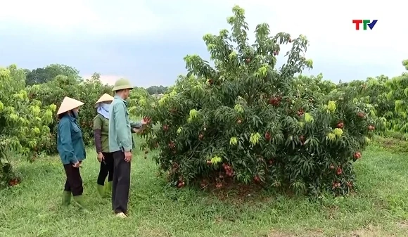 Thanh Hóa ban hành Bộ tiêu chí nông thôn mới giai đoạn 2026 - 2030