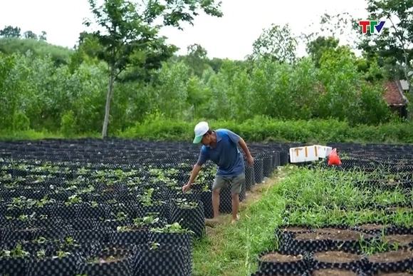 Bảo tồn và phát huy giá trị cây Sâm Báo hoa vàng trên vùng đất xứ Thanh