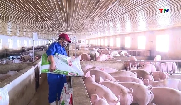 Quy định mới về xử phạt vi phạm hành chính trong chăn nuôi