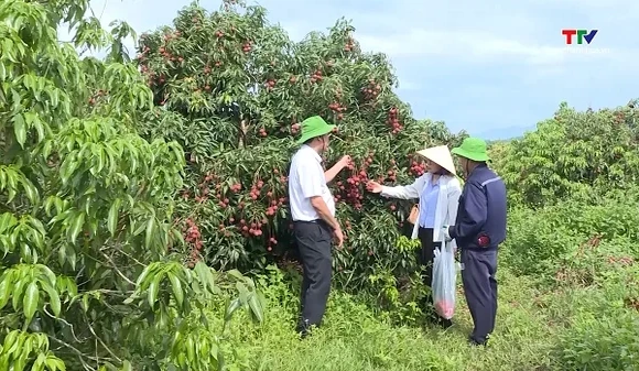 Rút ngắn thời gian cấp  mã số vùng trồng