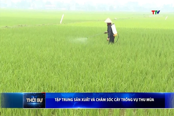 Tập trung sản xuất và chăm sóc cây trồng vụ Thu mùa
