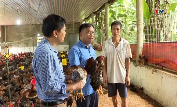 Sử dụng chế phẩm vi sinh xử lý môi trường trong chăn nuôi gà