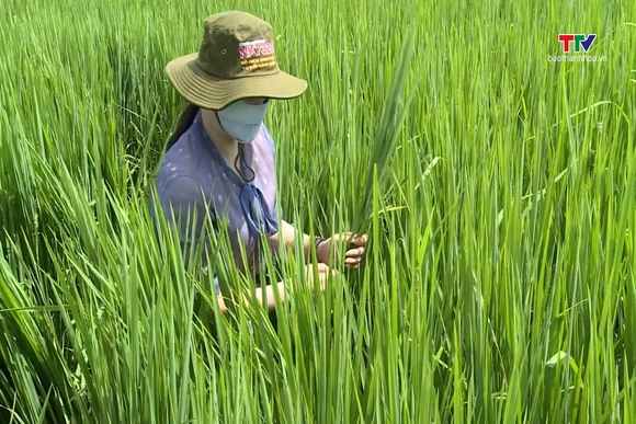 Chủ động phòng trừ sâu bệnh vụ Thu Mùa