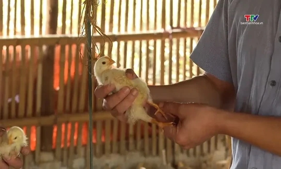 Chăm sóc, phòng trừ dịch bệnh cho vật nuôi vào mùa mưa bão