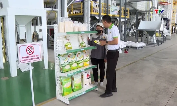 Giá gạo phục hồi trong khó khăn