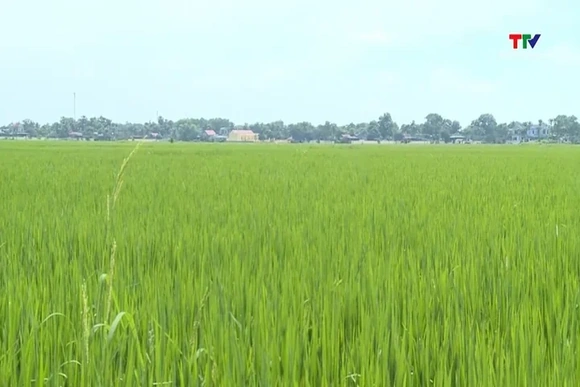 Chủ động phòng trừ sâu bệnh vụ Thu Mùa