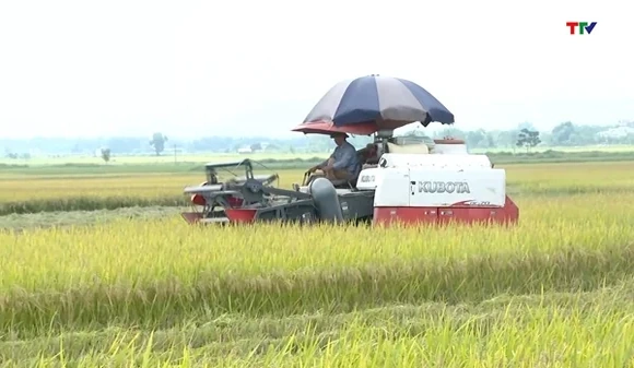 VFA kêu gọi các doanh nghiệp chung tay thu mua lúa cho nông dân