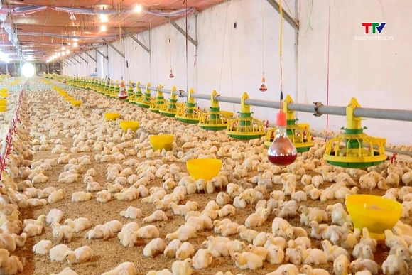 Xã Nga Thắng có 67 trang trại, gia trại chăn nuôi