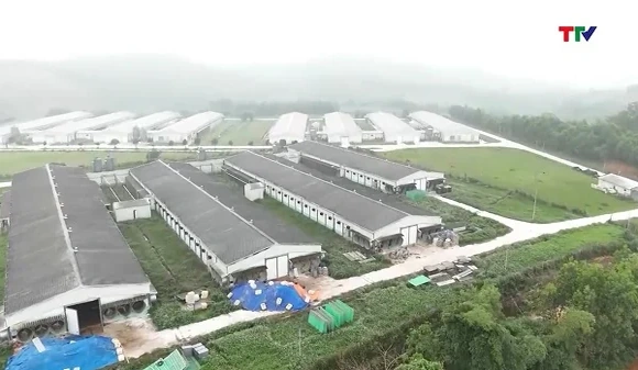 Thanh Hóa sẽ có 8 dự án chăn nuôi đi vào hoạt động trong năm 2026