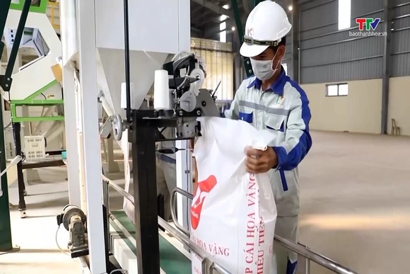 Philippines chi hơn 1,1 tỷ USD mua gạo Việt Nam
