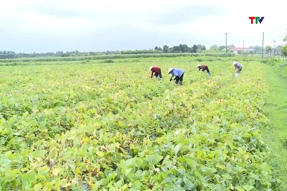 Tập trung chăm sóc cây trồng vụ Thu Mùa