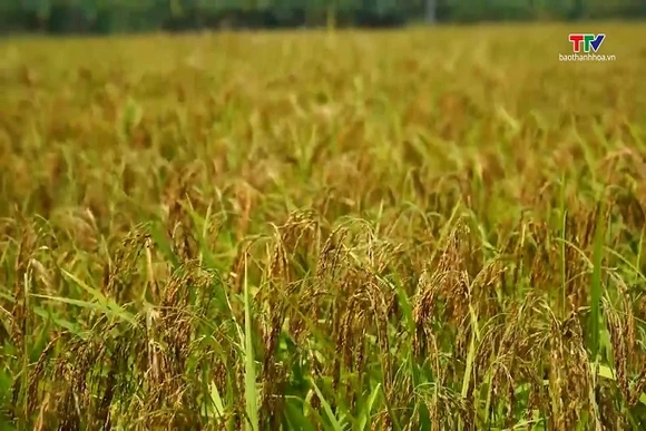 Giống lúa quý lưu giữ hồn đất Thạch Bình