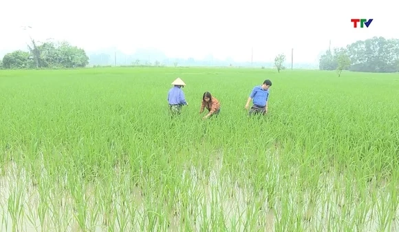 Tập trung chăm sóc, bảo vệ lúa khi thời tiết thay đổi