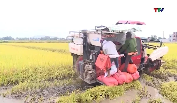 Phòng chống và khắc phục mưa bão trong sản xuất nông nghiệp