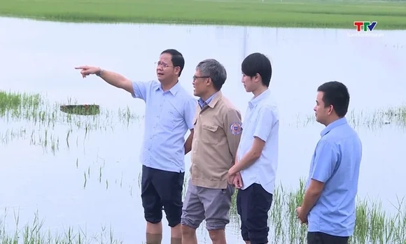 Chủ động tiêu úng bảo vệ sản xuất