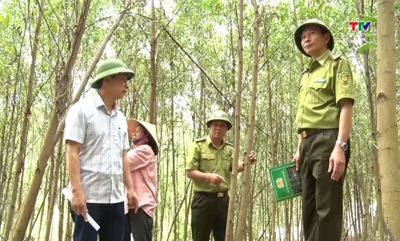 Khi cánh rừng mở lối ra thế giới