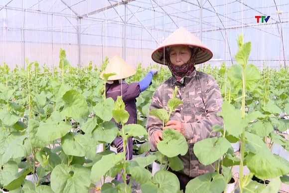 Phấn đấu 50% Hợp tác xã nông nghiệp liên kết với doanh nghiệp