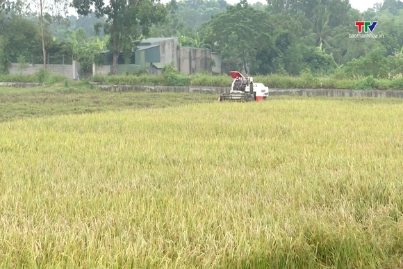 Đẩy nhanh thu hoạch vụ Thu Mùa, chủ động ứng phó thời tiết