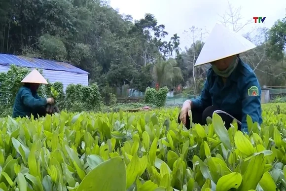 Thanh Hóa trồng mới 7.400ha rừng