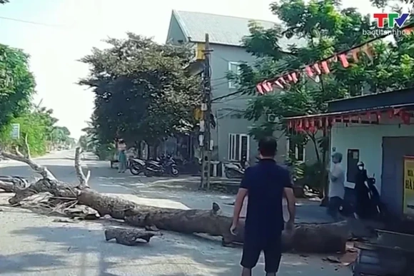 Chặt tỉa cây xanh thiếu cảnh báo gây chết người