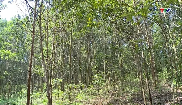 Khai thác gỗ rừng trồng tăng