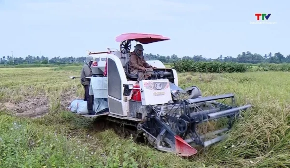 Thanh Hóa thu hoạch trên 20% diện tích lúa mùa