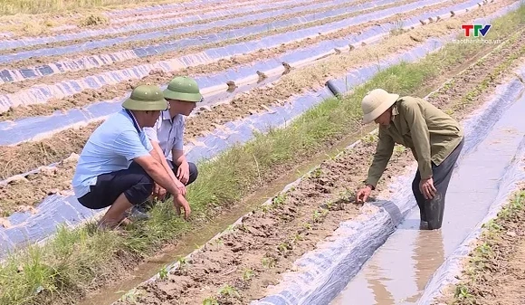 Tập trung đẩy nhanh tiến độ sản xuất vụ Đông 2026 - 2027