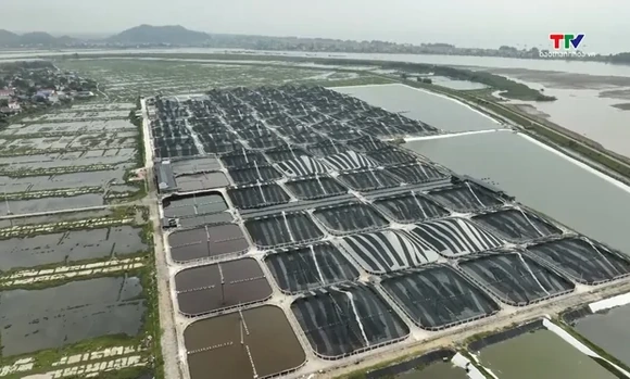 Thanh Hóa có hơn 300ha nuôi tôm ứng dụng công nghệ cao