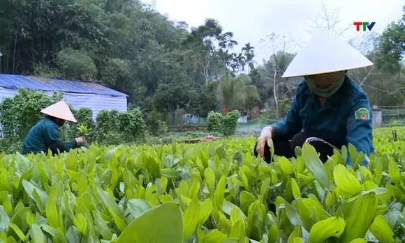 Trồng mới và trồng lại sau khai thác hơn 9.000ha rừng bằng cây nuôi cấy mô