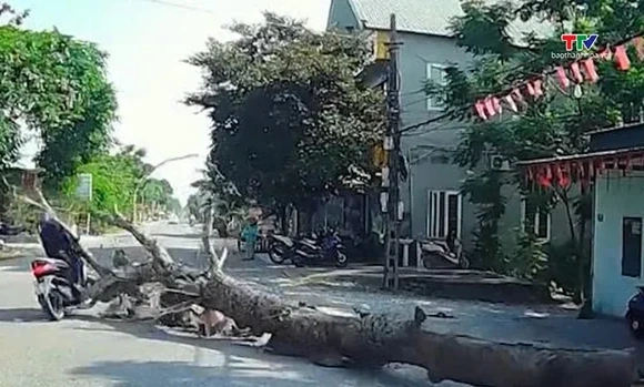 Chặt tỉa cây xanh thiếu cảnh báo gây chết người