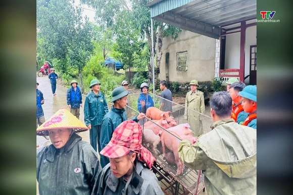 Chủ động ứng phó, bảo vệ đàn vật nuôi trước mưa lớn
