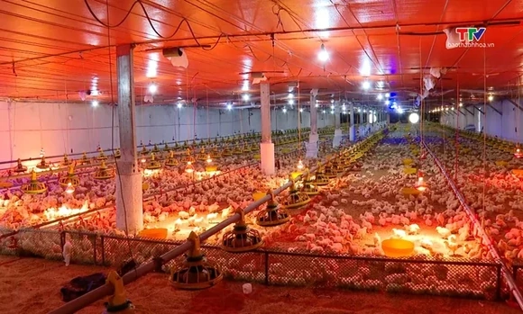 Tái đàn chăn nuôi an toàn sinh học