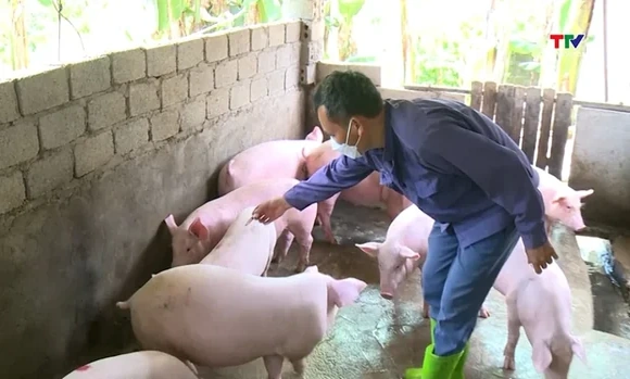 Thanh Hóa tăng cường tiêm phòng vắc xin đợt 2 cho đàn vật nuôi