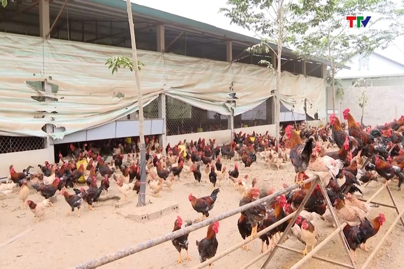 Giá gà thịt giảm sâu, người nuôi lỗ nặng