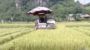 Bản tin Thời sự tối 21/9/2025: Đẩy nhanh tiến độ thu hoạch lúa vụ thu mùa