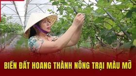 Biến đất hoang thành nông trại màu mỡ