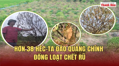 Hơn 38 héc-ta đào Quảng Chính đồng loạt chết rũ