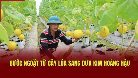 Bước ngoặt từ cây lúa sang dưa kim hoàng hậu