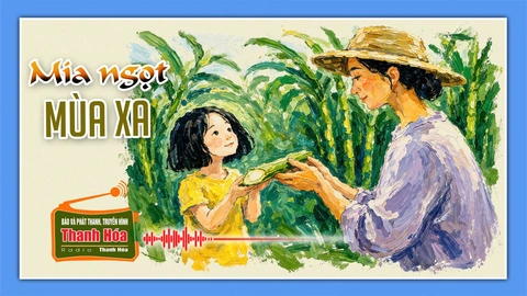 [Podcast Tản văn]: Mía ngọt mùa xa